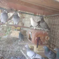 کبوتر