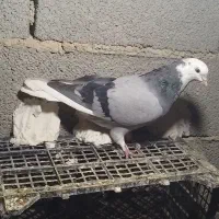 ۵ عدد کبوتر خوب ۱۲۰۰۰|پرنده|ملکان, |دیوار