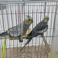عروس هلندی