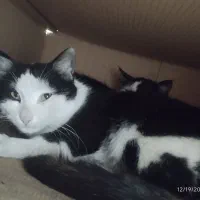 واگذاری گربه|گربه|قم, بنیاد|دیوار