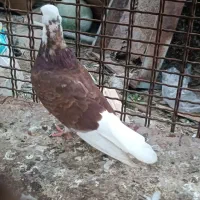 کفتر|پرنده|میناب, |دیوار