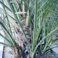 نخل برحی|گل و گیاه طبیعی|بندر امام خمینی, |دیوار