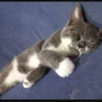 واگذاری گربه ۳ ماهه پرشین اسکاتیش