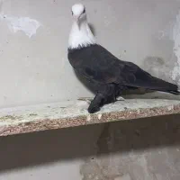 مغلوف ماده کل سفید
