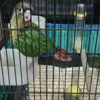 جوجه گرینچیگ