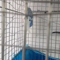 مرغ عشق بهترین رنگ|پرنده|الوند, |دیوار