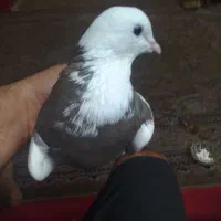 کبوتر طوقی|پرنده|تهران, اتحاد|دیوار