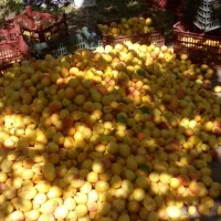 فروش باغ زردآلو در جلفا|فروش زمین و ملک کلنگی|جلفا, |دیوار