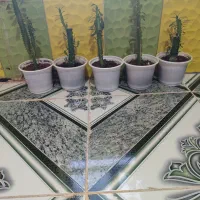 گل طبیعی|گل و گیاه طبیعی|یاسوج, |دیوار