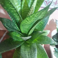 گل اپارتمانی|گل و گیاه طبیعی|ورامین, ورامین|دیوار