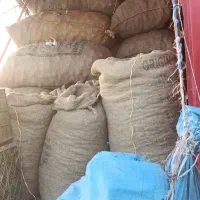 ضایعات سیر خریدارم