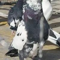 کبوتر نرهای گردن کلفت