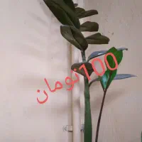 گل طبیعی|گل و گیاه طبیعی|جهرم, |دیوار