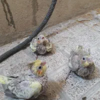 عروس هلندی فروشی به علت جابجائ زیبا و خانگی دستی|پرنده|تهران, جوادیه|دیوار