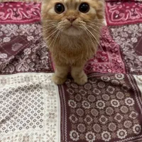 گربه پرشین ۵ ماهه|گربه|اردبیل, |دیوار