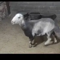 فروشی قوچ و بره قوچی