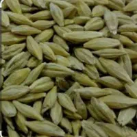 جو محلی