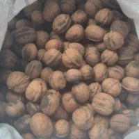 گردو خشک امساله