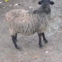 بره نر دورگه روشا(مادر رومناف و پدر شال) بدون دنبه|حیوانات مزرعه|حویق, |دیوار