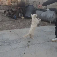 سگ ولش کورگی|سگ|بهبهان, |دیوار