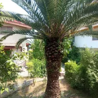 درخت فونیکس|گل و گیاه طبیعی|نوشهر, |دیوار
