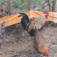 گله مرغ تخمگذار به قیمت محلی، نژاد دار
