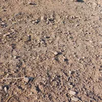 ماده سگیساله گله ای