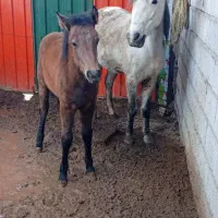 مادیان چابک سالم بافنوتیپ عالی باکره نریان سرحال|اسب و تجهیزات اسبسواری|باسمنج, |دیوار