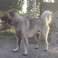 سگ سرابی زات قدیم