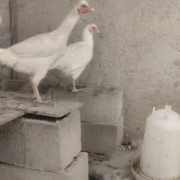 دوچرخه ۲۴|دوچرخه، اسکیت، اسکوتر|سراوان, |دیوار