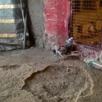 کبوتر عتیقه