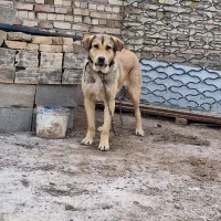 سگ عراقی
