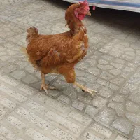 مرغ جوان محلی|حیوانات مزرعه|هشتگرد, قاسم آباد بزرگ|دیوار