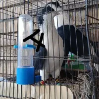 دوبالی|پرنده|دزفول, |دیوار