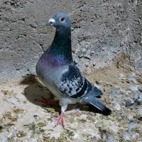 تعداد ۵ عدد کبوتر رنگی پرشی|پرنده|محمدیه-قزوین, |دیوار