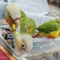 راهب گرینچیک کوتوله برزیلی عروس هلندی|حراج|رشت, لاکان|دیوار