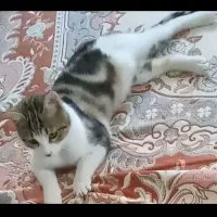 گمشده|حیوانات|قوچان, |دیوار