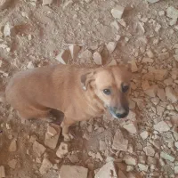 سگ پاکوتاه ارزان