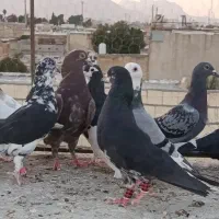 پلاکی بهبهانی شهری|پرنده|شیراز, شیخ علی چوپان|دیوار