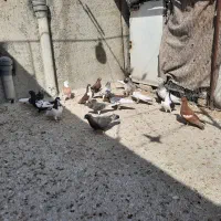 دسه کفتر رنگی|پرنده|ارژن, |دیوار