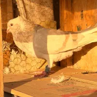 رنگی قیمت مناسب|پرنده|قم, انسجام|دیوار