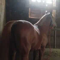 اسب نریان|اسب و تجهیزات اسب‌سواری|ارومیه, |دیوار