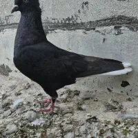 ماده دمسفید