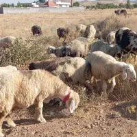 48راس میش داشتی