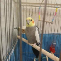 عروس هلندی نر