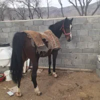 مادیون ۶دنگ همراه کره|اسب و تجهیزات اسبسواری|تفرش, |دیوار