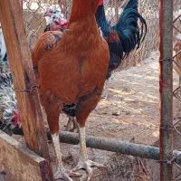 فروش مرغ و خروس گلین|حیوانات مزرعه|جم, |دیوار