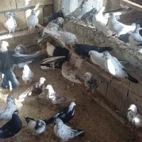 کفتر پرشی کاشونی