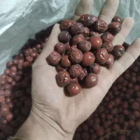 اناب امسالی