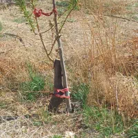 سرشاخه کاری و پیوند